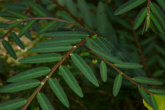 Phyllanthus virgatus